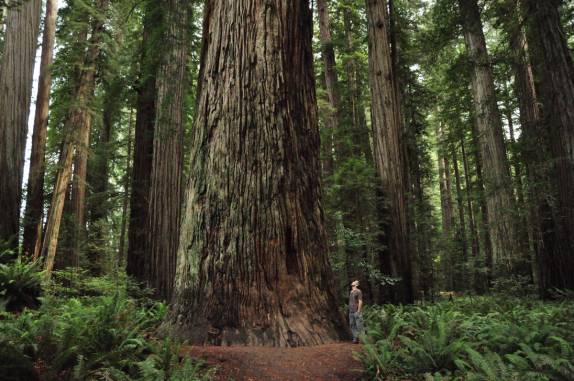 Uma das maiores redwoods no Redwood National Park, no norte da Califórnia, nos Estados Unidos